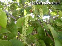 [P47] Parca-s struguri. » foto by GYL*
 - 
<span class="allrVoted glyphicon glyphicon-heart hidden" id="av317949"></span>
<a class="m-l-10 hidden" id="sv317949" onclick="voting_Foto_DelVot(,317949,5988)" role="button">șterge vot <span class="glyphicon glyphicon-remove"></span></a>
<a id="v9317949" class=" c-red"  onclick="voting_Foto_SetVot(317949)" role="button"><span class="glyphicon glyphicon-heart-empty"></span> <b>LIKE</b> = Votează poza</a> <img class="hidden"  id="f317949W9" src="/imagini/loader.gif" border="0" /><span class="AjErrMes hidden" id="e317949ErM"></span>