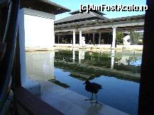 [P05] Elesteu,statui si pasari in resort . » foto by GYL*
 - 
<span class="allrVoted glyphicon glyphicon-heart hidden" id="av317811"></span>
<a class="m-l-10 hidden" id="sv317811" onclick="voting_Foto_DelVot(,317811,5988)" role="button">șterge vot <span class="glyphicon glyphicon-remove"></span></a>
<a id="v9317811" class=" c-red"  onclick="voting_Foto_SetVot(317811)" role="button"><span class="glyphicon glyphicon-heart-empty"></span> <b>LIKE</b> = Votează poza</a> <img class="hidden"  id="f317811W9" src="/imagini/loader.gif" border="0" /><span class="AjErrMes hidden" id="e317811ErM"></span>