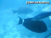 [P15] Pesti printr-un hublou al submarinului. Trebuie sa-i vezi cu ochii tai... Fotografiile nu sunt prea reusite. » foto by IUBONI
 - 
<span class="allrVoted glyphicon glyphicon-heart hidden" id="av82606"></span>
<a class="m-l-10 hidden" id="sv82606" onclick="voting_Foto_DelVot(,82606,5993)" role="button">șterge vot <span class="glyphicon glyphicon-remove"></span></a>
<a id="v982606" class=" c-red"  onclick="voting_Foto_SetVot(82606)" role="button"><span class="glyphicon glyphicon-heart-empty"></span> <b>LIKE</b> = Votează poza</a> <img class="hidden"  id="f82606W9" src="/imagini/loader.gif" border="0" /><span class="AjErrMes hidden" id="e82606ErM"></span>