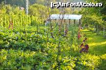 [P06] Gradina de zarzavaturi a pensiunii. Sarut-mana bunicii pentru vizita 'ghidata' ... promitem ca, data viitoare, nu mai lasam pui sa scape :) » foto by AgnesB
 - 
<span class="allrVoted glyphicon glyphicon-heart hidden" id="av233357"></span>
<a class="m-l-10 hidden" id="sv233357" onclick="voting_Foto_DelVot(,233357,6002)" role="button">șterge vot <span class="glyphicon glyphicon-remove"></span></a>
<a id="v9233357" class=" c-red"  onclick="voting_Foto_SetVot(233357)" role="button"><span class="glyphicon glyphicon-heart-empty"></span> <b>LIKE</b> = Votează poza</a> <img class="hidden"  id="f233357W9" src="/imagini/loader.gif" border="0" /><span class="AjErrMes hidden" id="e233357ErM"></span>