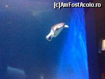 [P12] ACQUARIO CATTOLICA » foto by Alina Morar
 - 
<span class="allrVoted glyphicon glyphicon-heart hidden" id="av83328"></span>
<a class="m-l-10 hidden" id="sv83328" onclick="voting_Foto_DelVot(,83328,6014)" role="button">șterge vot <span class="glyphicon glyphicon-remove"></span></a>
<a id="v983328" class=" c-red"  onclick="voting_Foto_SetVot(83328)" role="button"><span class="glyphicon glyphicon-heart-empty"></span> <b>LIKE</b> = Votează poza</a> <img class="hidden"  id="f83328W9" src="/imagini/loader.gif" border="0" /><span class="AjErrMes hidden" id="e83328ErM"></span>