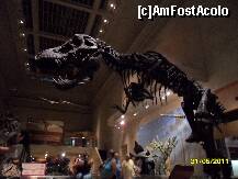 [P14] Muzeul Smithsonian de Stiinte naturale - dinozaurul ce prinde viata in filmul 'O noapte la muzeu' » foto by delia58
 - 
<span class="allrVoted glyphicon glyphicon-heart hidden" id="av219625"></span>
<a class="m-l-10 hidden" id="sv219625" onclick="voting_Foto_DelVot(,219625,6029)" role="button">șterge vot <span class="glyphicon glyphicon-remove"></span></a>
<a id="v9219625" class=" c-red"  onclick="voting_Foto_SetVot(219625)" role="button"><span class="glyphicon glyphicon-heart-empty"></span> <b>LIKE</b> = Votează poza</a> <img class="hidden"  id="f219625W9" src="/imagini/loader.gif" border="0" /><span class="AjErrMes hidden" id="e219625ErM"></span>
