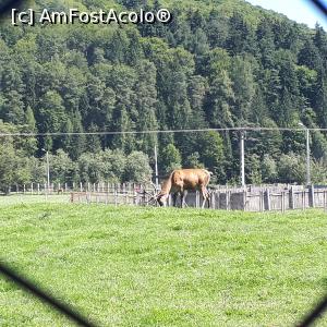 [P19] la zimbrarie » foto by Chloe
 - 
<span class="allrVoted glyphicon glyphicon-heart hidden" id="av1000906"></span>
<a class="m-l-10 hidden" id="sv1000906" onclick="voting_Foto_DelVot(,1000906,6050)" role="button">șterge vot <span class="glyphicon glyphicon-remove"></span></a>
<a id="v91000906" class=" c-red"  onclick="voting_Foto_SetVot(1000906)" role="button"><span class="glyphicon glyphicon-heart-empty"></span> <b>LIKE</b> = Votează poza</a> <img class="hidden"  id="f1000906W9" src="/imagini/loader.gif" border="0" /><span class="AjErrMes hidden" id="e1000906ErM"></span>