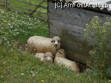 [P03]  -- <small>// FĂRĂ DESCRIERE</small> » foto by bobeicaalin*
 - 
<span class="allrVoted glyphicon glyphicon-heart hidden" id="av84900"></span>
<a class="m-l-10 hidden" id="sv84900" onclick="voting_Foto_DelVot(,84900,6071)" role="button">șterge vot <span class="glyphicon glyphicon-remove"></span></a>
<a id="v984900" class=" c-red"  onclick="voting_Foto_SetVot(84900)" role="button"><span class="glyphicon glyphicon-heart-empty"></span> <b>LIKE</b> = Votează poza</a> <img class="hidden"  id="f84900W9" src="/imagini/loader.gif" border="0" /><span class="AjErrMes hidden" id="e84900ErM"></span>