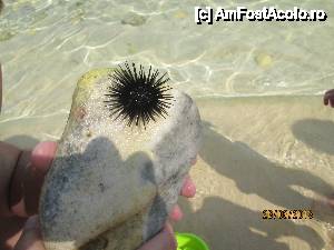 [P01] arici de mare prins pe plaja pustie » foto by indiralisa_26
 - 
<span class="allrVoted glyphicon glyphicon-heart hidden" id="av438979"></span>
<a class="m-l-10 hidden" id="sv438979" onclick="voting_Foto_DelVot(,438979,6080)" role="button">șterge vot <span class="glyphicon glyphicon-remove"></span></a>
<a id="v9438979" class=" c-red"  onclick="voting_Foto_SetVot(438979)" role="button"><span class="glyphicon glyphicon-heart-empty"></span> <b>LIKE</b> = Votează poza</a> <img class="hidden"  id="f438979W9" src="/imagini/loader.gif" border="0" /><span class="AjErrMes hidden" id="e438979ErM"></span>