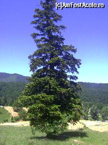 [P04] Bradul urias, primul punct de reper » foto by krondia*
 - 
<span class="allrVoted glyphicon glyphicon-heart hidden" id="av85542"></span>
<a class="m-l-10 hidden" id="sv85542" onclick="voting_Foto_DelVot(,85542,6094)" role="button">șterge vot <span class="glyphicon glyphicon-remove"></span></a>
<a id="v985542" class=" c-red"  onclick="voting_Foto_SetVot(85542)" role="button"><span class="glyphicon glyphicon-heart-empty"></span> <b>LIKE</b> = Votează poza</a> <img class="hidden"  id="f85542W9" src="/imagini/loader.gif" border="0" /><span class="AjErrMes hidden" id="e85542ErM"></span>