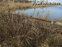 [P17] Lacul Amara - 'La teava' locul de pescuit cel mai cautat pe malul lacului » foto by valimi
 - 
<span class="allrVoted glyphicon glyphicon-heart hidden" id="av160805"></span>
<a class="m-l-10 hidden" id="sv160805" onclick="voting_Foto_DelVot(,160805,6129)" role="button">șterge vot <span class="glyphicon glyphicon-remove"></span></a>
<a id="v9160805" class=" c-red"  onclick="voting_Foto_SetVot(160805)" role="button"><span class="glyphicon glyphicon-heart-empty"></span> <b>LIKE</b> = Votează poza</a> <img class="hidden"  id="f160805W9" src="/imagini/loader.gif" border="0" /><span class="AjErrMes hidden" id="e160805ErM"></span>
