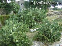 [P11] Biserica Sf. Ioan - printre cactusi » foto by biancuta
 - 
<span class="allrVoted glyphicon glyphicon-heart hidden" id="av101487"></span>
<a class="m-l-10 hidden" id="sv101487" onclick="voting_Foto_DelVot(,101487,6251)" role="button">șterge vot <span class="glyphicon glyphicon-remove"></span></a>
<a id="v9101487" class=" c-red"  onclick="voting_Foto_SetVot(101487)" role="button"><span class="glyphicon glyphicon-heart-empty"></span> <b>LIKE</b> = Votează poza</a> <img class="hidden"  id="f101487W9" src="/imagini/loader.gif" border="0" /><span class="AjErrMes hidden" id="e101487ErM"></span>