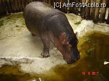 [P19] poate happy hippo da cu siguranta giant hippo » foto by zpedro*
 - 
<span class="allrVoted glyphicon glyphicon-heart hidden" id="av94306"></span>
<a class="m-l-10 hidden" id="sv94306" onclick="voting_Foto_DelVot(,94306,6298)" role="button">șterge vot <span class="glyphicon glyphicon-remove"></span></a>
<a id="v994306" class=" c-red"  onclick="voting_Foto_SetVot(94306)" role="button"><span class="glyphicon glyphicon-heart-empty"></span> <b>LIKE</b> = Votează poza</a> <img class="hidden"  id="f94306W9" src="/imagini/loader.gif" border="0" /><span class="AjErrMes hidden" id="e94306ErM"></span>