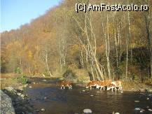 [P12] se-ntorc cirezile acasa » foto by dorgo
 - 
<span class="allrVoted glyphicon glyphicon-heart hidden" id="av89594"></span>
<a class="m-l-10 hidden" id="sv89594" onclick="voting_Foto_DelVot(,89594,6324)" role="button">șterge vot <span class="glyphicon glyphicon-remove"></span></a>
<a id="v989594" class=" c-red"  onclick="voting_Foto_SetVot(89594)" role="button"><span class="glyphicon glyphicon-heart-empty"></span> <b>LIKE</b> = Votează poza</a> <img class="hidden"  id="f89594W9" src="/imagini/loader.gif" border="0" /><span class="AjErrMes hidden" id="e89594ErM"></span>