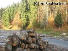 [P16] gata cu salbaticia, se apropie satul Bistra » foto by dorgo
 - 
<span class="allrVoted glyphicon glyphicon-heart hidden" id="av89599"></span>
<a class="m-l-10 hidden" id="sv89599" onclick="voting_Foto_DelVot(,89599,6324)" role="button">șterge vot <span class="glyphicon glyphicon-remove"></span></a>
<a id="v989599" class=" c-red"  onclick="voting_Foto_SetVot(89599)" role="button"><span class="glyphicon glyphicon-heart-empty"></span> <b>LIKE</b> = Votează poza</a> <img class="hidden"  id="f89599W9" src="/imagini/loader.gif" border="0" /><span class="AjErrMes hidden" id="e89599ErM"></span>