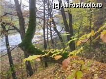 [P17] Padurea Bogatii toamna » foto by dorgo
 - 
<span class="allrVoted glyphicon glyphicon-heart hidden" id="av89778"></span>
<a class="m-l-10 hidden" id="sv89778" onclick="voting_Foto_DelVot(,89778,6324)" role="button">șterge vot <span class="glyphicon glyphicon-remove"></span></a>
<a id="v989778" class=" c-red"  onclick="voting_Foto_SetVot(89778)" role="button"><span class="glyphicon glyphicon-heart-empty"></span> <b>LIKE</b> = Votează poza</a> <img class="hidden"  id="f89778W9" src="/imagini/loader.gif" border="0" /><span class="AjErrMes hidden" id="e89778ErM"></span>