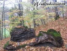 [P21] stanci imbracate in muschi » foto by dorgo
 - 
<span class="allrVoted glyphicon glyphicon-heart hidden" id="av89782"></span>
<a class="m-l-10 hidden" id="sv89782" onclick="voting_Foto_DelVot(,89782,6324)" role="button">șterge vot <span class="glyphicon glyphicon-remove"></span></a>
<a id="v989782" class=" c-red"  onclick="voting_Foto_SetVot(89782)" role="button"><span class="glyphicon glyphicon-heart-empty"></span> <b>LIKE</b> = Votează poza</a> <img class="hidden"  id="f89782W9" src="/imagini/loader.gif" border="0" /><span class="AjErrMes hidden" id="e89782ErM"></span>