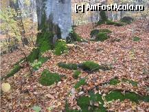 [P25] doar muschii si nu-si pierd frunza » foto by dorgo
 - 
<span class="allrVoted glyphicon glyphicon-heart hidden" id="av89786"></span>
<a class="m-l-10 hidden" id="sv89786" onclick="voting_Foto_DelVot(,89786,6324)" role="button">șterge vot <span class="glyphicon glyphicon-remove"></span></a>
<a id="v989786" class=" c-red"  onclick="voting_Foto_SetVot(89786)" role="button"><span class="glyphicon glyphicon-heart-empty"></span> <b>LIKE</b> = Votează poza</a> <img class="hidden"  id="f89786W9" src="/imagini/loader.gif" border="0" /><span class="AjErrMes hidden" id="e89786ErM"></span>