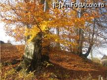 [P04] simfonia culorilor » foto by dorgo
 - 
<span class="allrVoted glyphicon glyphicon-heart hidden" id="av89585"></span>
<a class="m-l-10 hidden" id="sv89585" onclick="voting_Foto_DelVot(,89585,6324)" role="button">șterge vot <span class="glyphicon glyphicon-remove"></span></a>
<a id="v989585" class=" c-red"  onclick="voting_Foto_SetVot(89585)" role="button"><span class="glyphicon glyphicon-heart-empty"></span> <b>LIKE</b> = Votează poza</a> <img class="hidden"  id="f89585W9" src="/imagini/loader.gif" border="0" /><span class="AjErrMes hidden" id="e89585ErM"></span>