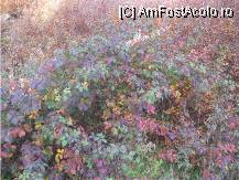 [P07] ultimele nuante de verde » foto by dorgo
 - 
<span class="allrVoted glyphicon glyphicon-heart hidden" id="av89589"></span>
<a class="m-l-10 hidden" id="sv89589" onclick="voting_Foto_DelVot(,89589,6324)" role="button">șterge vot <span class="glyphicon glyphicon-remove"></span></a>
<a id="v989589" class=" c-red"  onclick="voting_Foto_SetVot(89589)" role="button"><span class="glyphicon glyphicon-heart-empty"></span> <b>LIKE</b> = Votează poza</a> <img class="hidden"  id="f89589W9" src="/imagini/loader.gif" border="0" /><span class="AjErrMes hidden" id="e89589ErM"></span>