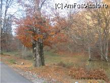 [P08] copacii mor in picioare » foto by dorgo
 - 
<span class="allrVoted glyphicon glyphicon-heart hidden" id="av89590"></span>
<a class="m-l-10 hidden" id="sv89590" onclick="voting_Foto_DelVot(,89590,6324)" role="button">șterge vot <span class="glyphicon glyphicon-remove"></span></a>
<a id="v989590" class=" c-red"  onclick="voting_Foto_SetVot(89590)" role="button"><span class="glyphicon glyphicon-heart-empty"></span> <b>LIKE</b> = Votează poza</a> <img class="hidden"  id="f89590W9" src="/imagini/loader.gif" border="0" /><span class="AjErrMes hidden" id="e89590ErM"></span>