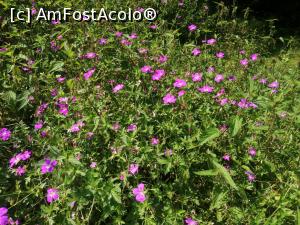 [P15] Florile din Valea Iodului » foto by dorgo
 - 
<span class="allrVoted glyphicon glyphicon-heart hidden" id="av1226845"></span>
<a class="m-l-10 hidden" id="sv1226845" onclick="voting_Foto_DelVot(,1226845,6324)" role="button">șterge vot <span class="glyphicon glyphicon-remove"></span></a>
<a id="v91226845" class=" c-red"  onclick="voting_Foto_SetVot(1226845)" role="button"><span class="glyphicon glyphicon-heart-empty"></span> <b>LIKE</b> = Votează poza</a> <img class="hidden"  id="f1226845W9" src="/imagini/loader.gif" border="0" /><span class="AjErrMes hidden" id="e1226845ErM"></span>