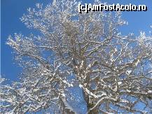 [P13] albastrul cerului senin se strecoara printre crengile copacilor inzapeziti si singuratici » foto by dorgo
 - 
<span class="allrVoted glyphicon glyphicon-heart hidden" id="av95587"></span>
<a class="m-l-10 hidden" id="sv95587" onclick="voting_Foto_DelVot(,95587,6324)" role="button">șterge vot <span class="glyphicon glyphicon-remove"></span></a>
<a id="v995587" class=" c-red"  onclick="voting_Foto_SetVot(95587)" role="button"><span class="glyphicon glyphicon-heart-empty"></span> <b>LIKE</b> = Votează poza</a> <img class="hidden"  id="f95587W9" src="/imagini/loader.gif" border="0" /><span class="AjErrMes hidden" id="e95587ErM"></span>