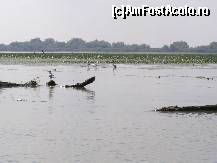 [P14] Pasari » foto by Tzutzuricu40
 - 
<span class="allrVoted glyphicon glyphicon-heart hidden" id="av244040"></span>
<a class="m-l-10 hidden" id="sv244040" onclick="voting_Foto_DelVot(,244040,6339)" role="button">șterge vot <span class="glyphicon glyphicon-remove"></span></a>
<a id="v9244040" class=" c-red"  onclick="voting_Foto_SetVot(244040)" role="button"><span class="glyphicon glyphicon-heart-empty"></span> <b>LIKE</b> = Votează poza</a> <img class="hidden"  id="f244040W9" src="/imagini/loader.gif" border="0" /><span class="AjErrMes hidden" id="e244040ErM"></span>