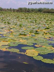 [P18] Nuferi » foto by Tzutzuricu40
 - 
<span class="allrVoted glyphicon glyphicon-heart hidden" id="av244044"></span>
<a class="m-l-10 hidden" id="sv244044" onclick="voting_Foto_DelVot(,244044,6339)" role="button">șterge vot <span class="glyphicon glyphicon-remove"></span></a>
<a id="v9244044" class=" c-red"  onclick="voting_Foto_SetVot(244044)" role="button"><span class="glyphicon glyphicon-heart-empty"></span> <b>LIKE</b> = Votează poza</a> <img class="hidden"  id="f244044W9" src="/imagini/loader.gif" border="0" /><span class="AjErrMes hidden" id="e244044ErM"></span>