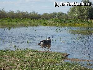 [P02]  -- <small>// FĂRĂ DESCRIERE</small> » foto by andreichis
 - 
<span class="allrVoted glyphicon glyphicon-heart hidden" id="av510753"></span>
<a class="m-l-10 hidden" id="sv510753" onclick="voting_Foto_DelVot(,510753,6339)" role="button">șterge vot <span class="glyphicon glyphicon-remove"></span></a>
<a id="v9510753" class=" c-red"  onclick="voting_Foto_SetVot(510753)" role="button"><span class="glyphicon glyphicon-heart-empty"></span> <b>LIKE</b> = Votează poza</a> <img class="hidden"  id="f510753W9" src="/imagini/loader.gif" border="0" /><span class="AjErrMes hidden" id="e510753ErM"></span>