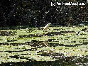 [P04]  -- <small>// FĂRĂ DESCRIERE</small> » foto by andreichis
 - 
<span class="allrVoted glyphicon glyphicon-heart hidden" id="av510755"></span>
<a class="m-l-10 hidden" id="sv510755" onclick="voting_Foto_DelVot(,510755,6339)" role="button">șterge vot <span class="glyphicon glyphicon-remove"></span></a>
<a id="v9510755" class=" c-red"  onclick="voting_Foto_SetVot(510755)" role="button"><span class="glyphicon glyphicon-heart-empty"></span> <b>LIKE</b> = Votează poza</a> <img class="hidden"  id="f510755W9" src="/imagini/loader.gif" border="0" /><span class="AjErrMes hidden" id="e510755ErM"></span>