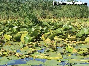 [P06]  -- <small>// FĂRĂ DESCRIERE</small> » foto by aAlice
 - 
<span class="allrVoted glyphicon glyphicon-heart hidden" id="av532355"></span>
<a class="m-l-10 hidden" id="sv532355" onclick="voting_Foto_DelVot(,532355,6339)" role="button">șterge vot <span class="glyphicon glyphicon-remove"></span></a>
<a id="v9532355" class=" c-red"  onclick="voting_Foto_SetVot(532355)" role="button"><span class="glyphicon glyphicon-heart-empty"></span> <b>LIKE</b> = Votează poza</a> <img class="hidden"  id="f532355W9" src="/imagini/loader.gif" border="0" /><span class="AjErrMes hidden" id="e532355ErM"></span>