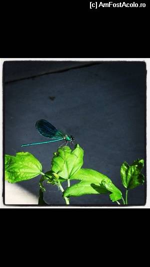 [P02]  -- <small>// FĂRĂ DESCRIERE</small> » foto by mateis
 - 
<span class="allrVoted glyphicon glyphicon-heart hidden" id="av531437"></span>
<a class="m-l-10 hidden" id="sv531437" onclick="voting_Foto_DelVot(,531437,6339)" role="button">șterge vot <span class="glyphicon glyphicon-remove"></span></a>
<a id="v9531437" class=" c-red"  onclick="voting_Foto_SetVot(531437)" role="button"><span class="glyphicon glyphicon-heart-empty"></span> <b>LIKE</b> = Votează poza</a> <img class="hidden"  id="f531437W9" src="/imagini/loader.gif" border="0" /><span class="AjErrMes hidden" id="e531437ErM"></span>