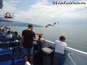 [P23] hrănire de pescăruşi » foto by marocanu21
 - 
<span class="allrVoted glyphicon glyphicon-heart hidden" id="av634432"></span>
<a class="m-l-10 hidden" id="sv634432" onclick="voting_Foto_DelVot(,634432,6346)" role="button">șterge vot <span class="glyphicon glyphicon-remove"></span></a>
<a id="v9634432" class=" c-red"  onclick="voting_Foto_SetVot(634432)" role="button"><span class="glyphicon glyphicon-heart-empty"></span> <b>LIKE</b> = Votează poza</a> <img class="hidden"  id="f634432W9" src="/imagini/loader.gif" border="0" /><span class="AjErrMes hidden" id="e634432ErM"></span>