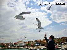 [P10] Ne-au insotit tot drumul pana in Thassos, au mancat de la toata lumea, dar tot mai vroiau! » foto by Ammelie
 - 
<span class="allrVoted glyphicon glyphicon-heart hidden" id="av330855"></span>
<a class="m-l-10 hidden" id="sv330855" onclick="voting_Foto_DelVot(,330855,6346)" role="button">șterge vot <span class="glyphicon glyphicon-remove"></span></a>
<a id="v9330855" class=" c-red"  onclick="voting_Foto_SetVot(330855)" role="button"><span class="glyphicon glyphicon-heart-empty"></span> <b>LIKE</b> = Votează poza</a> <img class="hidden"  id="f330855W9" src="/imagini/loader.gif" border="0" /><span class="AjErrMes hidden" id="e330855ErM"></span>