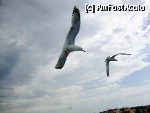 [P06] Pescarusi prietenosi » foto by Ammelie
 - 
<span class="allrVoted glyphicon glyphicon-heart hidden" id="av330851"></span>
<a class="m-l-10 hidden" id="sv330851" onclick="voting_Foto_DelVot(,330851,6346)" role="button">șterge vot <span class="glyphicon glyphicon-remove"></span></a>
<a id="v9330851" class=" c-red"  onclick="voting_Foto_SetVot(330851)" role="button"><span class="glyphicon glyphicon-heart-empty"></span> <b>LIKE</b> = Votează poza</a> <img class="hidden"  id="f330851W9" src="/imagini/loader.gif" border="0" /><span class="AjErrMes hidden" id="e330851ErM"></span>