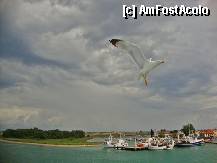 [P07] Pescarusi prietenosi » foto by Ammelie
 - 
<span class="allrVoted glyphicon glyphicon-heart hidden" id="av330852"></span>
<a class="m-l-10 hidden" id="sv330852" onclick="voting_Foto_DelVot(,330852,6346)" role="button">șterge vot <span class="glyphicon glyphicon-remove"></span></a>
<a id="v9330852" class=" c-red"  onclick="voting_Foto_SetVot(330852)" role="button"><span class="glyphicon glyphicon-heart-empty"></span> <b>LIKE</b> = Votează poza</a> <img class="hidden"  id="f330852W9" src="/imagini/loader.gif" border="0" /><span class="AjErrMes hidden" id="e330852ErM"></span>