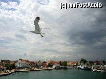 [P08] Pescarusi prietenosi » foto by Ammelie
 - 
<span class="allrVoted glyphicon glyphicon-heart hidden" id="av330853"></span>
<a class="m-l-10 hidden" id="sv330853" onclick="voting_Foto_DelVot(,330853,6346)" role="button">șterge vot <span class="glyphicon glyphicon-remove"></span></a>
<a id="v9330853" class=" c-red"  onclick="voting_Foto_SetVot(330853)" role="button"><span class="glyphicon glyphicon-heart-empty"></span> <b>LIKE</b> = Votează poza</a> <img class="hidden"  id="f330853W9" src="/imagini/loader.gif" border="0" /><span class="AjErrMes hidden" id="e330853ErM"></span>