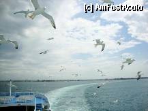 [P09] Pescarusi deja prea insistenti :)) » foto by Ammelie
 - 
<span class="allrVoted glyphicon glyphicon-heart hidden" id="av330854"></span>
<a class="m-l-10 hidden" id="sv330854" onclick="voting_Foto_DelVot(,330854,6346)" role="button">șterge vot <span class="glyphicon glyphicon-remove"></span></a>
<a id="v9330854" class=" c-red"  onclick="voting_Foto_SetVot(330854)" role="button"><span class="glyphicon glyphicon-heart-empty"></span> <b>LIKE</b> = Votează poza</a> <img class="hidden"  id="f330854W9" src="/imagini/loader.gif" border="0" /><span class="AjErrMes hidden" id="e330854ErM"></span>