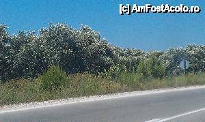 [P13] Maslini si mare.  » foto by traian.leuca †
 - 
<span class="allrVoted glyphicon glyphicon-heart hidden" id="av394170"></span>
<a class="m-l-10 hidden" id="sv394170" onclick="voting_Foto_DelVot(,394170,6346)" role="button">șterge vot <span class="glyphicon glyphicon-remove"></span></a>
<a id="v9394170" class=" c-red"  onclick="voting_Foto_SetVot(394170)" role="button"><span class="glyphicon glyphicon-heart-empty"></span> <b>LIKE</b> = Votează poza</a> <img class="hidden"  id="f394170W9" src="/imagini/loader.gif" border="0" /><span class="AjErrMes hidden" id="e394170ErM"></span>