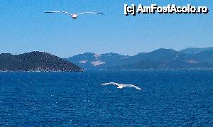 [P02] Pescarusi pe marea Egee. » foto by traian.leuca †
 - 
<span class="allrVoted glyphicon glyphicon-heart hidden" id="av394159"></span>
<a class="m-l-10 hidden" id="sv394159" onclick="voting_Foto_DelVot(,394159,6346)" role="button">șterge vot <span class="glyphicon glyphicon-remove"></span></a>
<a id="v9394159" class=" c-red"  onclick="voting_Foto_SetVot(394159)" role="button"><span class="glyphicon glyphicon-heart-empty"></span> <b>LIKE</b> = Votează poza</a> <img class="hidden"  id="f394159W9" src="/imagini/loader.gif" border="0" /><span class="AjErrMes hidden" id="e394159ErM"></span>