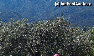 [P22] Măslini pe un deal din localitatea Prinos. Insula Thassos Grecia.  » foto by traian.leuca †
 - 
<span class="allrVoted glyphicon glyphicon-heart hidden" id="av415304"></span>
<a class="m-l-10 hidden" id="sv415304" onclick="voting_Foto_DelVot(,415304,6346)" role="button">șterge vot <span class="glyphicon glyphicon-remove"></span></a>
<a id="v9415304" class=" c-red"  onclick="voting_Foto_SetVot(415304)" role="button"><span class="glyphicon glyphicon-heart-empty"></span> <b>LIKE</b> = Votează poza</a> <img class="hidden"  id="f415304W9" src="/imagini/loader.gif" border="0" /><span class="AjErrMes hidden" id="e415304ErM"></span>