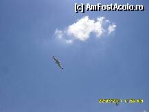 [P19] pescarus » foto by adryana
 - 
<span class="allrVoted glyphicon glyphicon-heart hidden" id="av226206"></span>
<a class="m-l-10 hidden" id="sv226206" onclick="voting_Foto_DelVot(,226206,6346)" role="button">șterge vot <span class="glyphicon glyphicon-remove"></span></a>
<a id="v9226206" class=" c-red"  onclick="voting_Foto_SetVot(226206)" role="button"><span class="glyphicon glyphicon-heart-empty"></span> <b>LIKE</b> = Votează poza</a> <img class="hidden"  id="f226206W9" src="/imagini/loader.gif" border="0" /><span class="AjErrMes hidden" id="e226206ErM"></span>