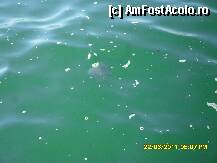 [P50] marea la Keramoti » foto by adryana
 - 
<span class="allrVoted glyphicon glyphicon-heart hidden" id="av226252"></span>
<a class="m-l-10 hidden" id="sv226252" onclick="voting_Foto_DelVot(,226252,6346)" role="button">șterge vot <span class="glyphicon glyphicon-remove"></span></a>
<a id="v9226252" class=" c-red"  onclick="voting_Foto_SetVot(226252)" role="button"><span class="glyphicon glyphicon-heart-empty"></span> <b>LIKE</b> = Votează poza</a> <img class="hidden"  id="f226252W9" src="/imagini/loader.gif" border="0" /><span class="AjErrMes hidden" id="e226252ErM"></span>