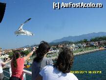 [P70] pescarusii vin sa ia pufuletii, senzatia e unica » foto by adryana
 - 
<span class="allrVoted glyphicon glyphicon-heart hidden" id="av226278"></span>
<a class="m-l-10 hidden" id="sv226278" onclick="voting_Foto_DelVot(,226278,6346)" role="button">șterge vot <span class="glyphicon glyphicon-remove"></span></a>
<a id="v9226278" class=" c-red"  onclick="voting_Foto_SetVot(226278)" role="button"><span class="glyphicon glyphicon-heart-empty"></span> <b>LIKE</b> = Votează poza</a> <img class="hidden"  id="f226278W9" src="/imagini/loader.gif" border="0" /><span class="AjErrMes hidden" id="e226278ErM"></span>