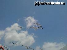 [P05]  -- <small>// FĂRĂ DESCRIERE</small> » foto by iulian.chiper
 - 
<span class="allrVoted glyphicon glyphicon-heart hidden" id="av451200"></span>
<a class="m-l-10 hidden" id="sv451200" onclick="voting_Foto_DelVot(,451200,6346)" role="button">șterge vot <span class="glyphicon glyphicon-remove"></span></a>
<a id="v9451200" class=" c-red"  onclick="voting_Foto_SetVot(451200)" role="button"><span class="glyphicon glyphicon-heart-empty"></span> <b>LIKE</b> = Votează poza</a> <img class="hidden"  id="f451200W9" src="/imagini/loader.gif" border="0" /><span class="AjErrMes hidden" id="e451200ErM"></span>