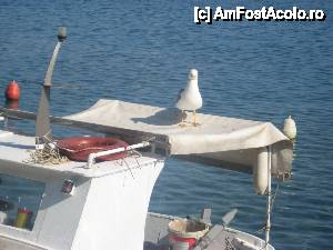 [P13] 'Mie nu-mi da nimeni de mancare? ' » foto by dorgo
 - 
<span class="allrVoted glyphicon glyphicon-heart hidden" id="av442685"></span>
<a class="m-l-10 hidden" id="sv442685" onclick="voting_Foto_DelVot(,442685,6346)" role="button">șterge vot <span class="glyphicon glyphicon-remove"></span></a>
<a id="v9442685" class=" c-red"  onclick="voting_Foto_SetVot(442685)" role="button"><span class="glyphicon glyphicon-heart-empty"></span> <b>LIKE</b> = Votează poza</a> <img class="hidden"  id="f442685W9" src="/imagini/loader.gif" border="0" /><span class="AjErrMes hidden" id="e442685ErM"></span>