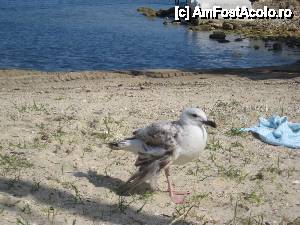 [P17] Un pescarus cu probleme » foto by dorgo
 - 
<span class="allrVoted glyphicon glyphicon-heart hidden" id="av442689"></span>
<a class="m-l-10 hidden" id="sv442689" onclick="voting_Foto_DelVot(,442689,6346)" role="button">șterge vot <span class="glyphicon glyphicon-remove"></span></a>
<a id="v9442689" class=" c-red"  onclick="voting_Foto_SetVot(442689)" role="button"><span class="glyphicon glyphicon-heart-empty"></span> <b>LIKE</b> = Votează poza</a> <img class="hidden"  id="f442689W9" src="/imagini/loader.gif" border="0" /><span class="AjErrMes hidden" id="e442689ErM"></span>