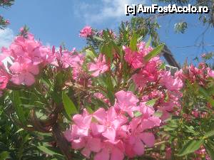 [P07] Culorile insulei » foto by dorgo
 - 
<span class="allrVoted glyphicon glyphicon-heart hidden" id="av442679"></span>
<a class="m-l-10 hidden" id="sv442679" onclick="voting_Foto_DelVot(,442679,6346)" role="button">șterge vot <span class="glyphicon glyphicon-remove"></span></a>
<a id="v9442679" class=" c-red"  onclick="voting_Foto_SetVot(442679)" role="button"><span class="glyphicon glyphicon-heart-empty"></span> <b>LIKE</b> = Votează poza</a> <img class="hidden"  id="f442679W9" src="/imagini/loader.gif" border="0" /><span class="AjErrMes hidden" id="e442679ErM"></span>