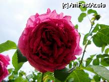 [P14] Un trandafir perfect, din curtea vilei. » foto by Ammelie
 - 
<span class="allrVoted glyphicon glyphicon-heart hidden" id="av330998"></span>
<a class="m-l-10 hidden" id="sv330998" onclick="voting_Foto_DelVot(,330998,6358)" role="button">șterge vot <span class="glyphicon glyphicon-remove"></span></a>
<a id="v9330998" class=" c-red"  onclick="voting_Foto_SetVot(330998)" role="button"><span class="glyphicon glyphicon-heart-empty"></span> <b>LIKE</b> = Votează poza</a> <img class="hidden"  id="f330998W9" src="/imagini/loader.gif" border="0" /><span class="AjErrMes hidden" id="e330998ErM"></span>