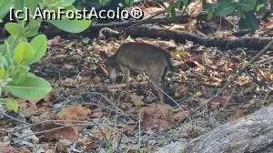 [P45] mini antilopa » foto by robert
 - 
<span class="allrVoted glyphicon glyphicon-heart hidden" id="av1273273"></span>
<a class="m-l-10 hidden" id="sv1273273" onclick="voting_Foto_DelVot(,1273273,6379)" role="button">șterge vot <span class="glyphicon glyphicon-remove"></span></a>
<a id="v91273273" class=" c-red"  onclick="voting_Foto_SetVot(1273273)" role="button"><span class="glyphicon glyphicon-heart-empty"></span> <b>LIKE</b> = Votează poza</a> <img class="hidden"  id="f1273273W9" src="/imagini/loader.gif" border="0" /><span class="AjErrMes hidden" id="e1273273ErM"></span>