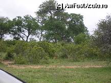 [P09] leoaica satula isi supraveghea puii de la umbra tufelor » foto by grecudoina
 - 
<span class="allrVoted glyphicon glyphicon-heart hidden" id="av296047"></span>
<a class="m-l-10 hidden" id="sv296047" onclick="voting_Foto_DelVot(,296047,6488)" role="button">șterge vot <span class="glyphicon glyphicon-remove"></span></a>
<a id="v9296047" class=" c-red"  onclick="voting_Foto_SetVot(296047)" role="button"><span class="glyphicon glyphicon-heart-empty"></span> <b>LIKE</b> = Votează poza</a> <img class="hidden"  id="f296047W9" src="/imagini/loader.gif" border="0" /><span class="AjErrMes hidden" id="e296047ErM"></span>