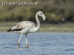 [P01] așa arăta flamingo juvenil (preluare de pe net) » foto by naturiști
 - 
<span class="allrVoted glyphicon glyphicon-heart hidden" id="av1548053"></span>
<a class="m-l-10 hidden" id="sv1548053" onclick="voting_Foto_DelVot(,1548053,6514)" role="button">șterge vot <span class="glyphicon glyphicon-remove"></span></a>
<a id="v91548053" class=" c-red"  onclick="voting_Foto_SetVot(1548053)" role="button"><span class="glyphicon glyphicon-heart-empty"></span> <b>LIKE</b> = Votează poza</a> <img class="hidden"  id="f1548053W9" src="/imagini/loader.gif" border="0" /><span class="AjErrMes hidden" id="e1548053ErM"></span>