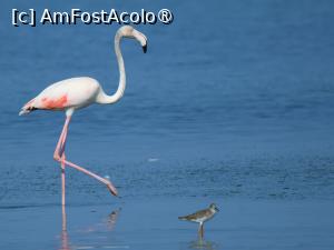 [P03] Flamingo roz (preluare de pe net) » foto by naturiști
 - 
<span class="allrVoted glyphicon glyphicon-heart hidden" id="av1548055"></span>
<a class="m-l-10 hidden" id="sv1548055" onclick="voting_Foto_DelVot(,1548055,6514)" role="button">șterge vot <span class="glyphicon glyphicon-remove"></span></a>
<a id="v91548055" class=" c-red"  onclick="voting_Foto_SetVot(1548055)" role="button"><span class="glyphicon glyphicon-heart-empty"></span> <b>LIKE</b> = Votează poza</a> <img class="hidden"  id="f1548055W9" src="/imagini/loader.gif" border="0" /><span class="AjErrMes hidden" id="e1548055ErM"></span>